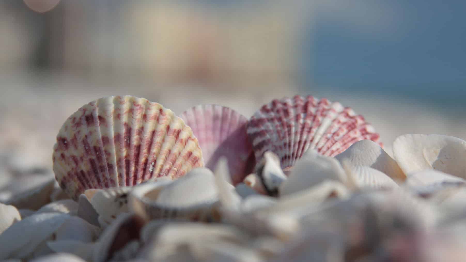 Three colorful scallop seashells, mostly pink and purple, rest closely together on a beach covered with small white shells—a scene that captures one of the top family-friendly activities to enjoy on Marco Island, FL: shell collecting by the seaside.